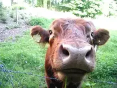 Farm Holiday Tirol