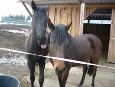 Horse Ore Mountains