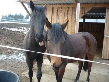 Horse Ore Mountains