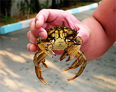 Crab