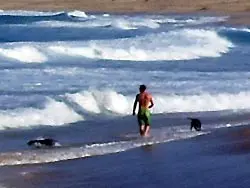 Dog Beach on the North Sea