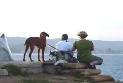 Dog on the water in France