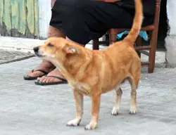 Dog in an Italian vacation spot