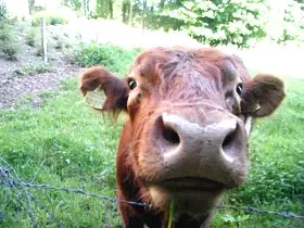 Farm Holiday Tirol