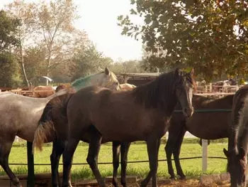 Riding holidays